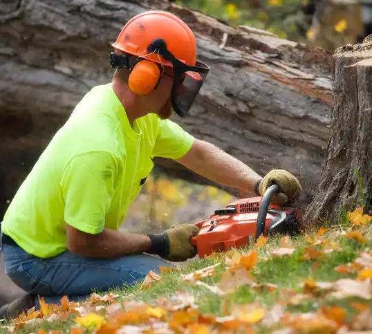 tree services Park Layne